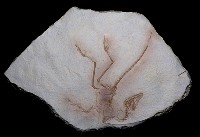 藏品(鳥化石)的圖片